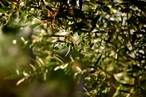 Propiedades infusión de hojas de olivo