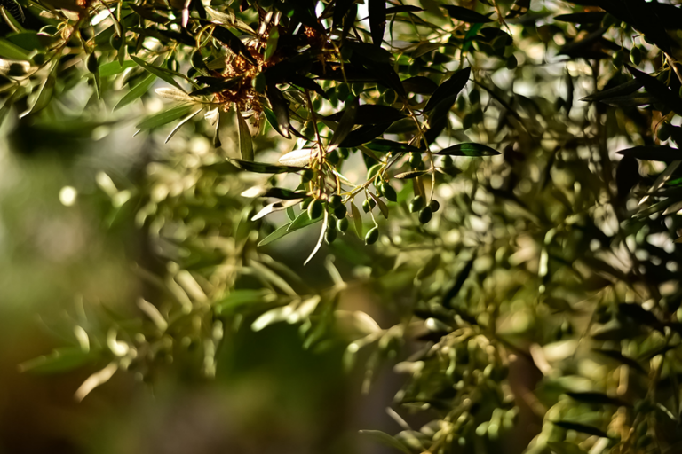 Infusión de hojas de olivo propiedades y beneficios Eterlic Ecológico